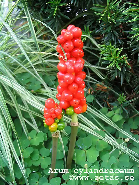 arum cylindraceum zetas