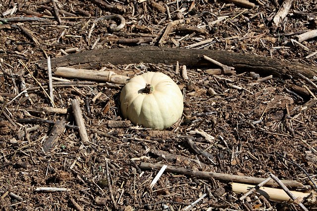 una calabaza ahogada entre palos