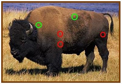 bison-bison bison-bison