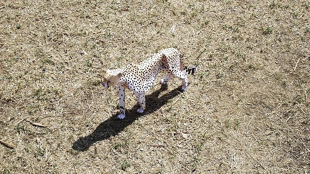 Cheetah (papercraft) by Pendragon