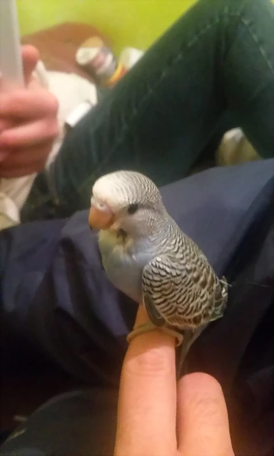 peri joven peri joven