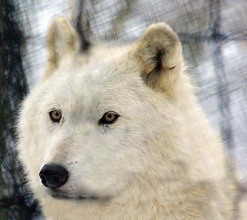 arctic-wolf-41