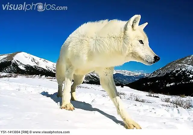 arctic_wolf_canis_lupus_tundrarum_adult_in_snow_ys1-1413004