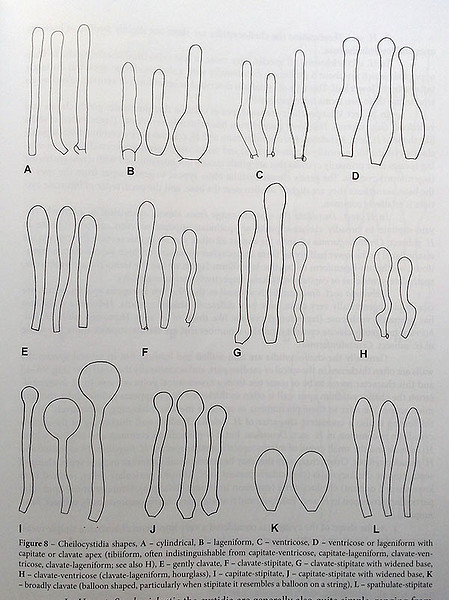 formas-de-los-queilocistidios-en-Hebeloma-1