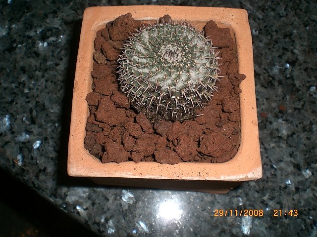 Mammillaria....