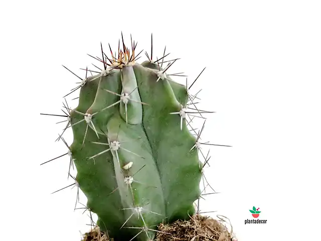 Cactus - Stenocereus pruinosus 01