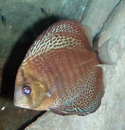 Symphysodon discus Symphysodon discus