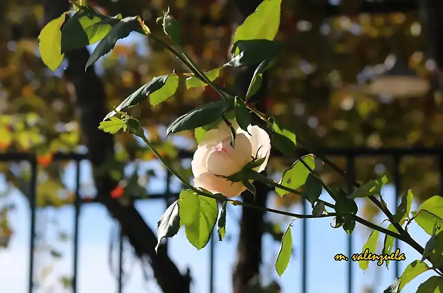 21, rosa baada de luz, marca