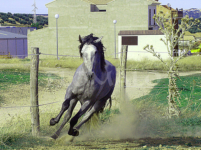 051---CABALLO