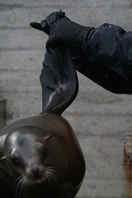 Amsterdam 2010 908