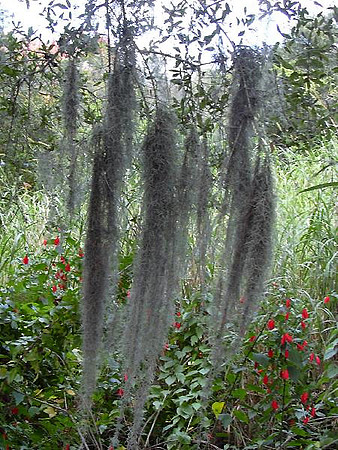 Tillandsia_usneoides03