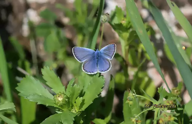 28, mariposa azul, marca