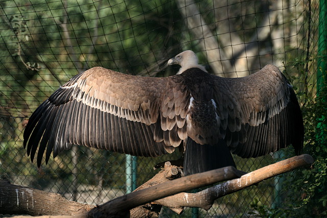 Zoo de Barcelona 08-01-2011 478 Zoo de Barcelona 08-01-2011 478