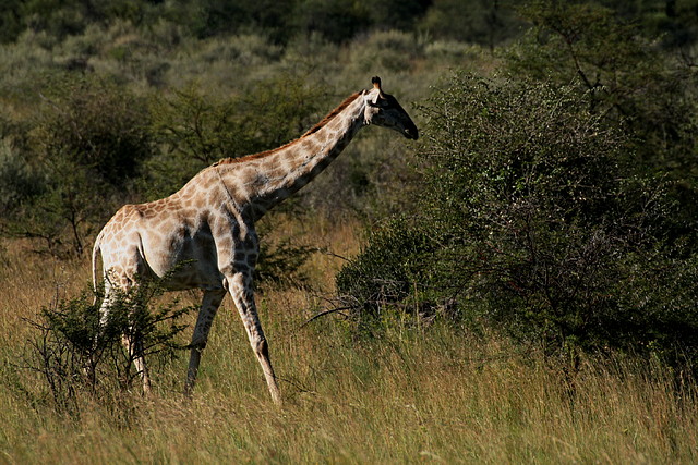 Pilanesberg National Park 30-3-09 265 Pilanesberg National Park 30-3-09 265