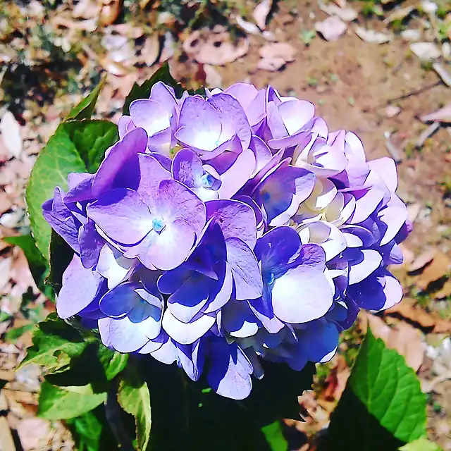 Purple Hydrangea