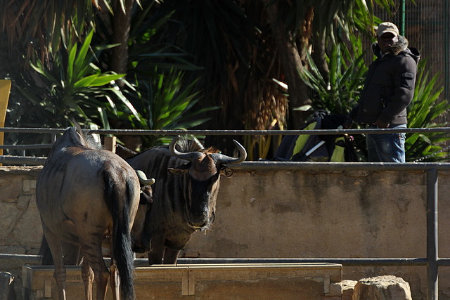 Escola en Català i Zoo de Barcelona 12-02-12 129 Escola en Català i Zoo de Barcelona 12-02-12 129