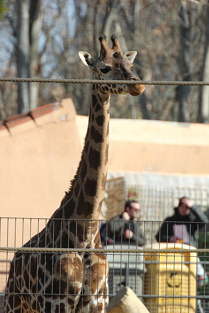 Escola en Català i Zoo de Barcelona 12-02-12 157 Escola en Català i Zoo de Barcelona 12-02-12 157