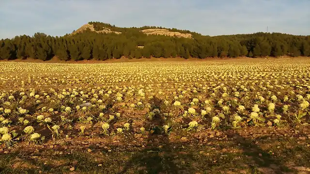 353 lodosa coliflor