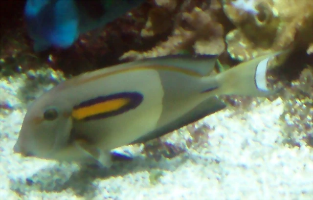 Acanthurus olivaceus Acanthurus olivaceus