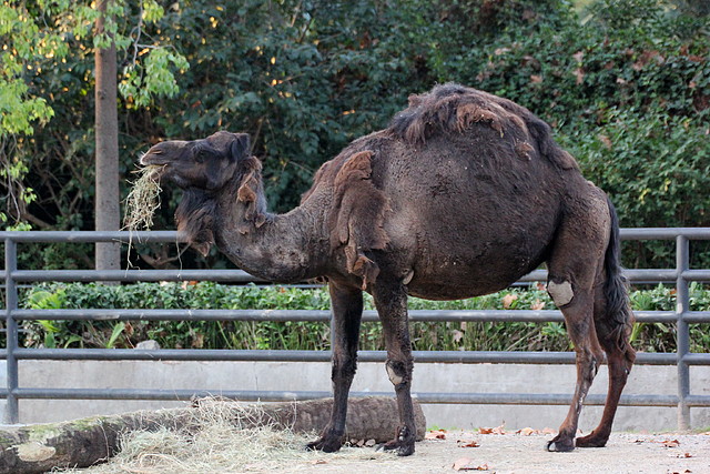 Zoo Barcelona 29-11-11 192 Zoo Barcelona 29-11-11 192