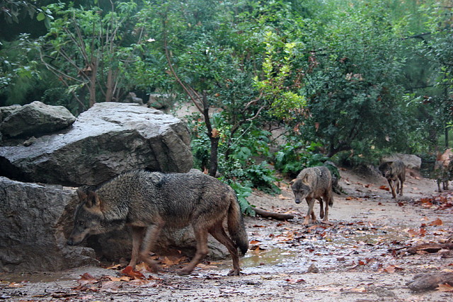 Zoo de Barcelona 15-11-11 007 Zoo de Barcelona 15-11-11 007