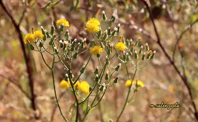 10, adornos naturales, marca2