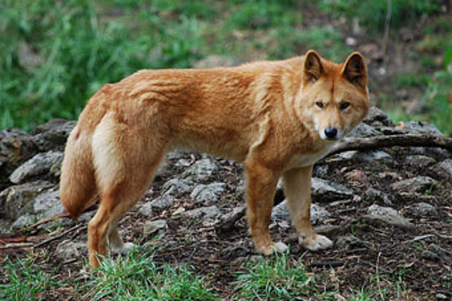 ArchivoCanis lupus dingo - cleland wildlife park