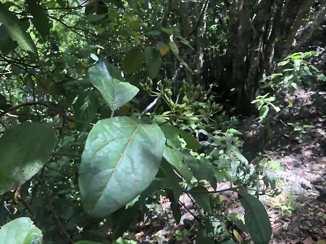 Frutos de follao Viburnum rigidum