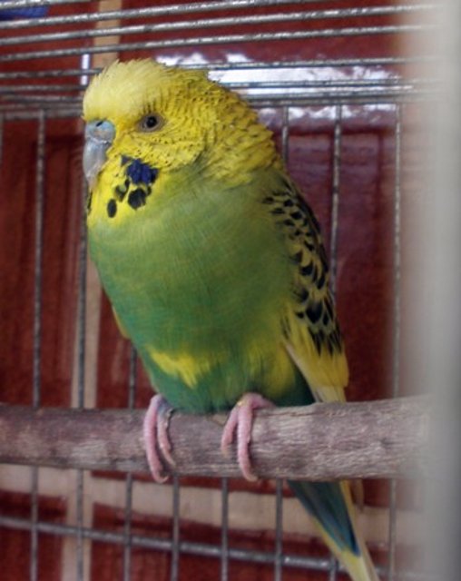 Pablo 11-10 Pablo 11-10