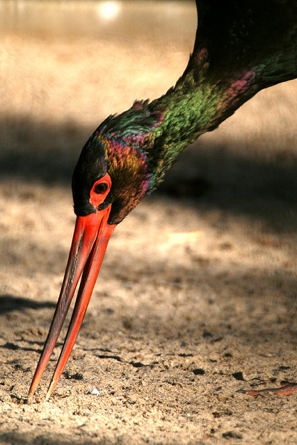 Zoo de Barcelona 08-01-2011 314 Zoo de Barcelona 08-01-2011 314