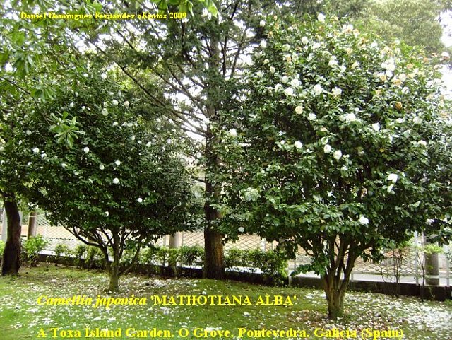 Camelias japonicas 'Mathotiana alba' na Illa da Toxa Camelias japonicas 'Mathotiana alba' na Illa da Toxa