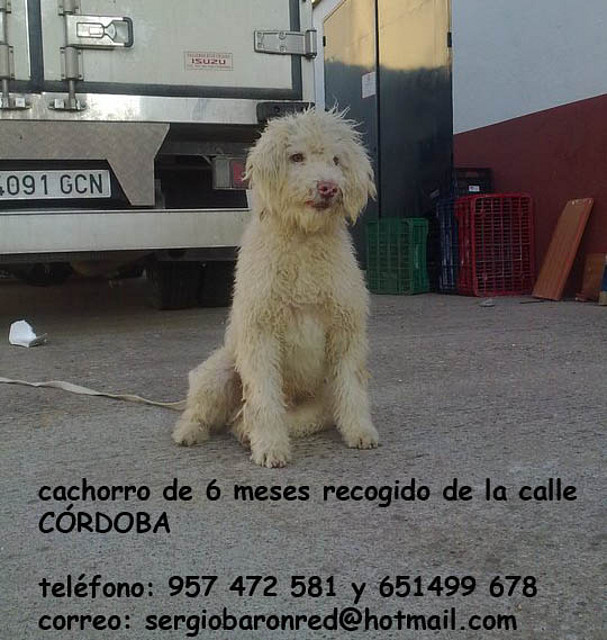 cachorro 6 meses CRDOBA