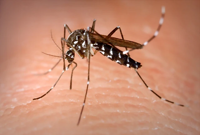 Mosquito Mosquito