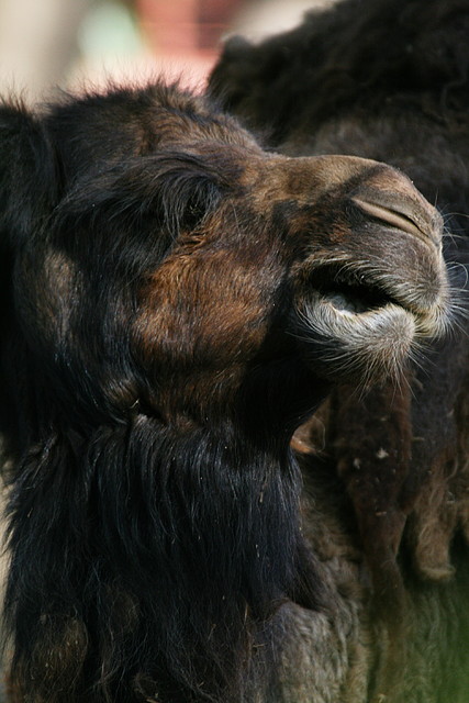 Zoo de Barcelona 09-04-11 270 Zoo de Barcelona 09-04-11 270
