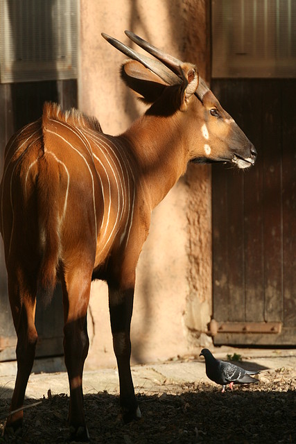 Zoo de Barcelona 09-04-11 309 Zoo de Barcelona 09-04-11 309