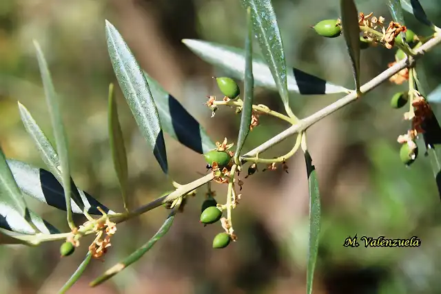 10, aceituna picual, marca