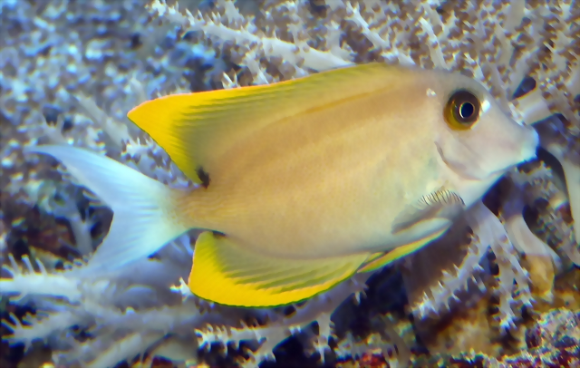 Ctenochaetus tominiensis Ctenochaetus tominiensis