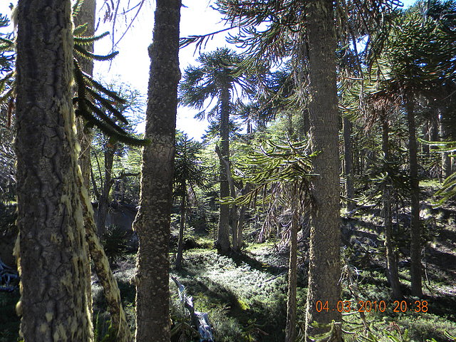 bosque de araucarias