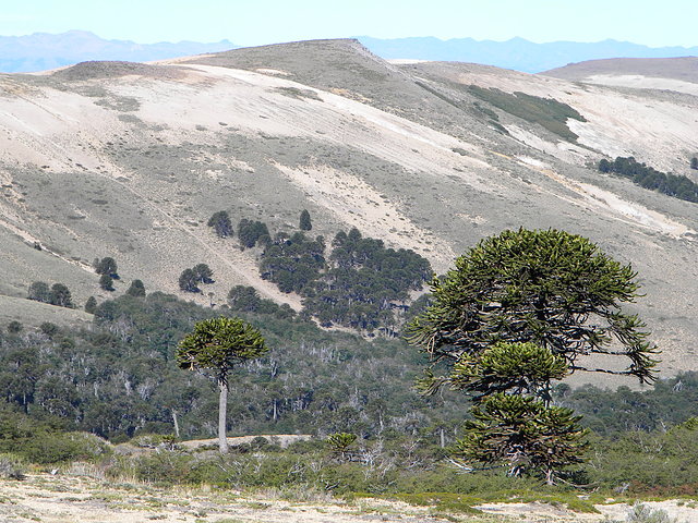 vista desde el Volcan Batea Mahuida