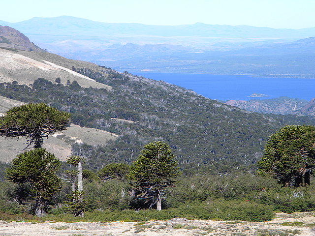 vista desde el Volcan Batea Mahuida