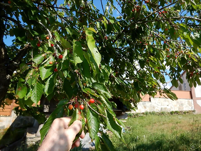 DSCN2337 DSCN2337