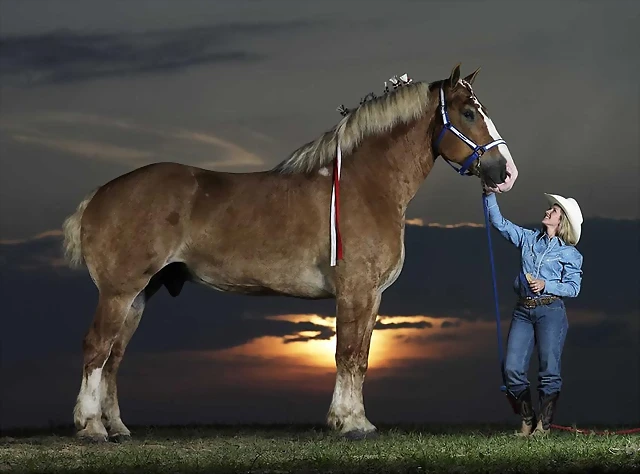 radar-el-caballo-mas-grande-del-mundo