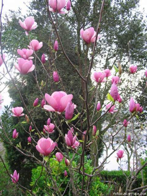 Magnolia Rosacea Arrokaundieta