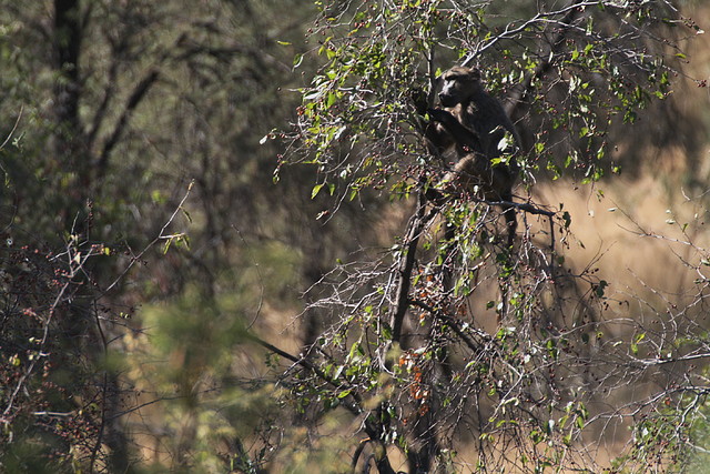 Borakalalo National Park 27-04-09 187 Borakalalo National Park 27-04-09 187