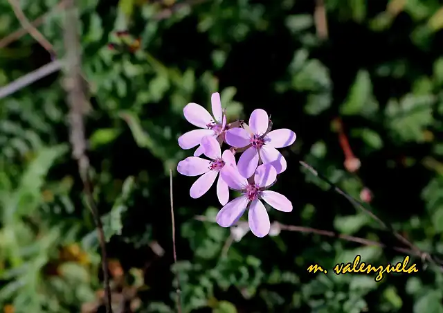 08, florecillas rosas, marca