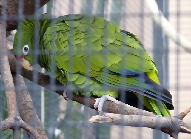 Amazona tucumana Amazona tucumana