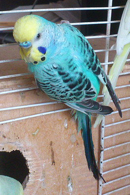 periquito papillero azul