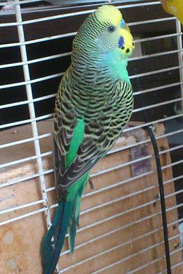 periquito papillero verde