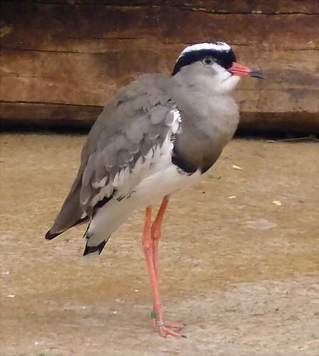 Vanellus coronatus (6-8-17 Zoo K?ln) Vanellus coronatus (6-8-17 Zoo K?ln)