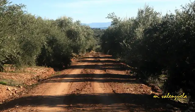 08, entre olivares, marca